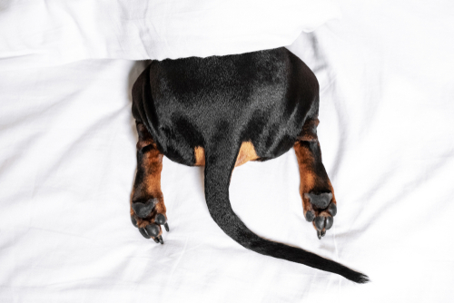 Perché i cani muovono la coda?