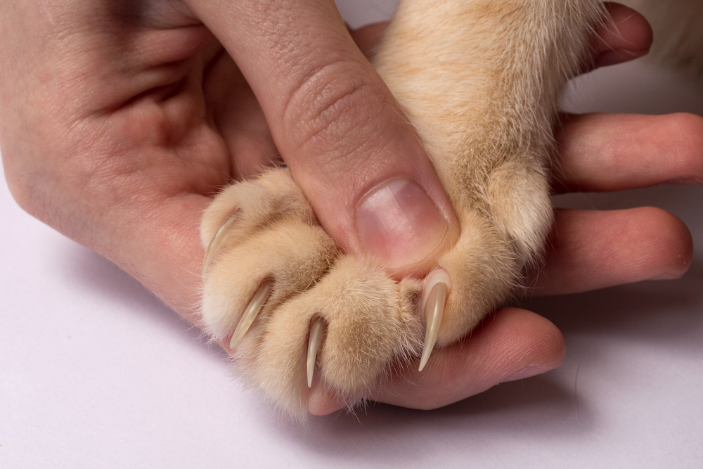 Perché i gatti si fanno le unghie?