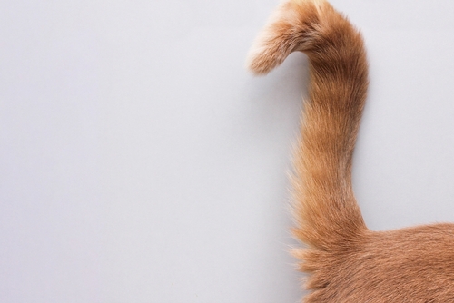 Perché i gatti muovono la coda?