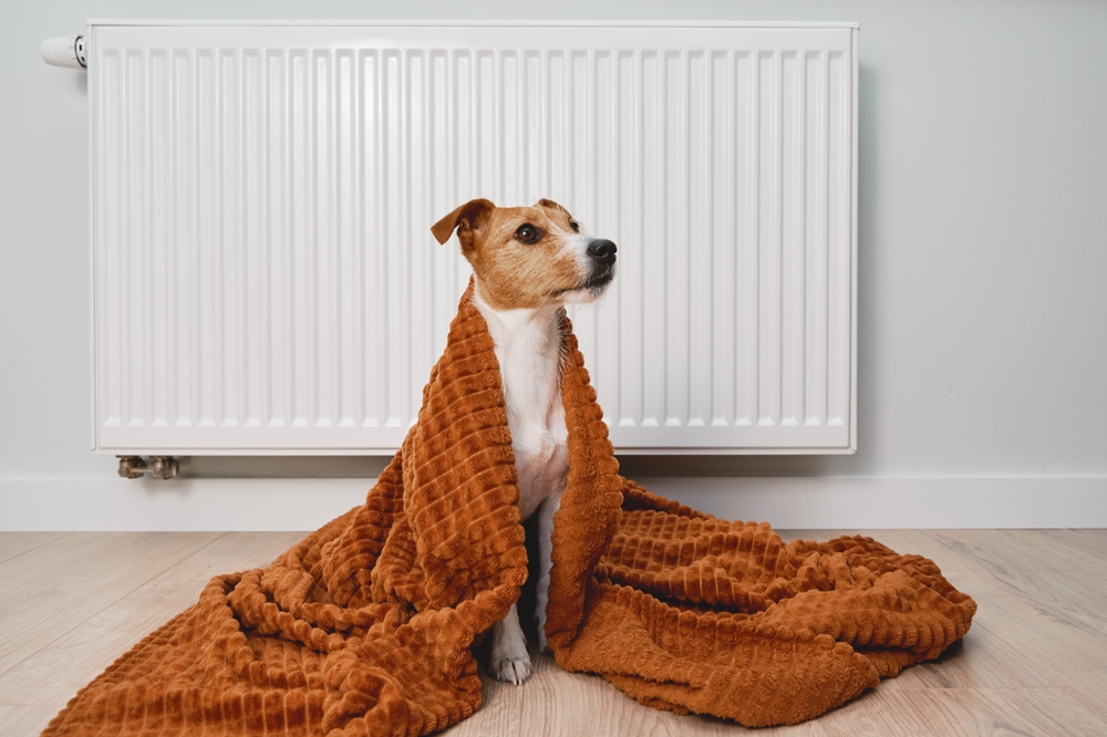 Perchè si dice fa un freddo cane?