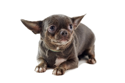 Perché il cane trema?