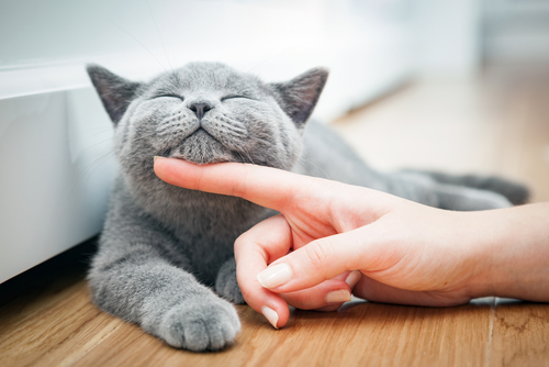 Perché i gatti fanno le fusa?