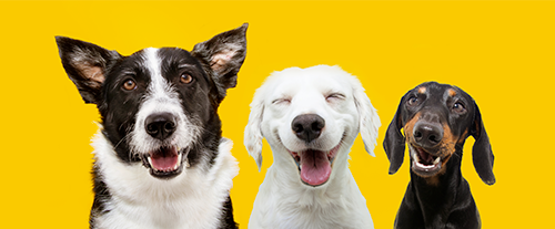 Perchè i cani si leccano le zampe?