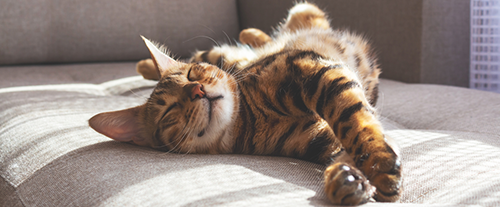 Perchè si dice che i gatti abbiano nove vite?