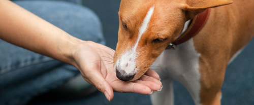 Perchè i cani leccano le mani?