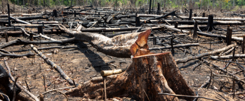 Perché vengono tagliati gli alberi?