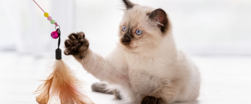 Perché i gatti fanno la pasta?