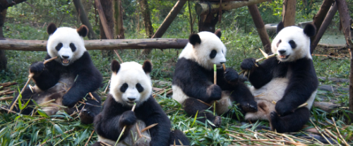 Perché i panda sono bianchi e neri?