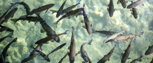 Perché i pesci saltano fuori dall’acqua?