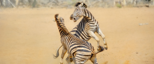 Perché le zebre hanno le strisce?
