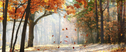 Perché gli alberi perdono le foglie in autunno?