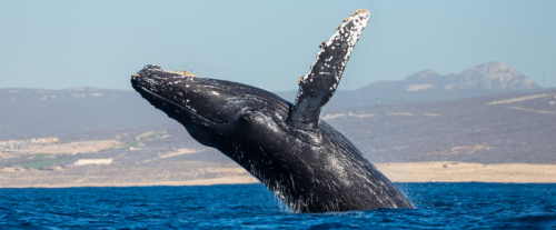 Perché le balene sono oggetto di caccia?