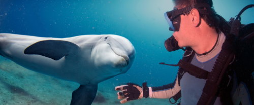 Perché i delfini riescono a comunicare con l'uomo?