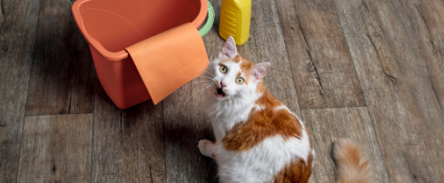 Perché i gatti vomitano?