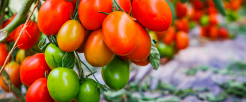Perché i pomodori verdi non sono commestibili mentre quelli maturi lo sono?