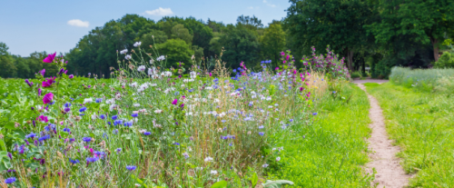 Perché la biodiversità va preservata?