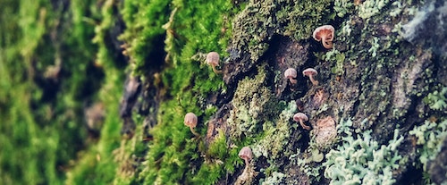 Perché i funghi e i licheni dimorano nell'ambiente?