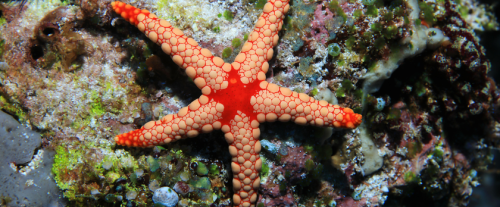 Perché alcune specie di animali sono in grado di rigenerare le loro parti del corpo? 