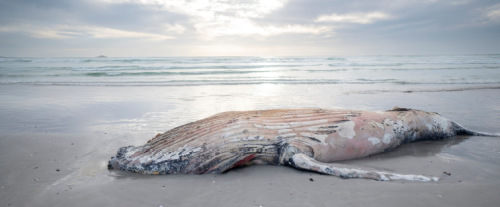 Perché le balene si spiaggiano?