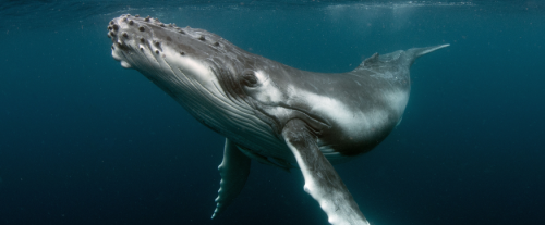 Perché i cetacei sono considerati mammiferi?