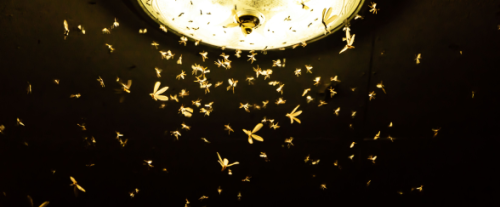Perché gli insetti sono attratti dalla luce?