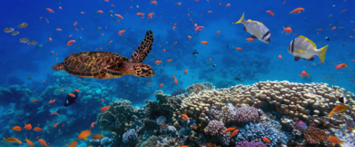 Perché gli oceani sono così importanti per la biodiversità?