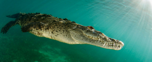 Perché i rettili sono considerati animali a sangue freddo?
