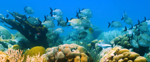 Perché molte specie marine sono in pericolo di estinzione?