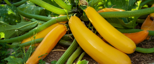 Perché le zucchine diventano gialle?