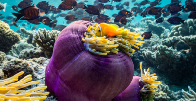 Perché è importante proteggere le barriere coralline negli oceani?