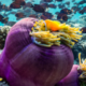 Perché è importante proteggere le barriere coralline negli oceani?