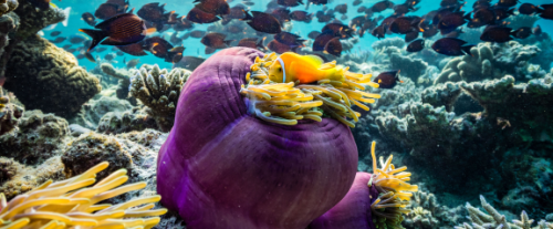 Perché è importante proteggere le barriere coralline negli oceani?