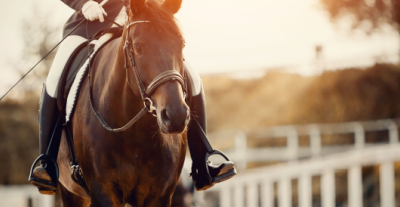 Perché i cavalli usati nel polo devono essere addestrati in modo specifico?