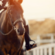 Perché i cavalli usati nel polo devono essere addestrati in modo specifico?