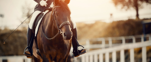 Perché i cavalli usati nel polo devono essere addestrati in modo specifico?