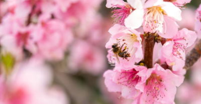Perché alcune piante hanno fiori colorati?