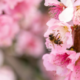 Perché alcune piante hanno fiori colorati?