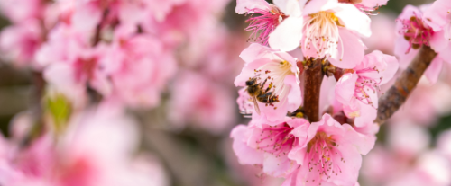 Perché alcune piante hanno fiori colorati?