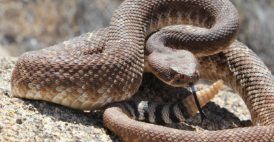 Perché i rettili come i serpenti hanno lingue biforcate?