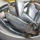 Perché si chiamano sardine?