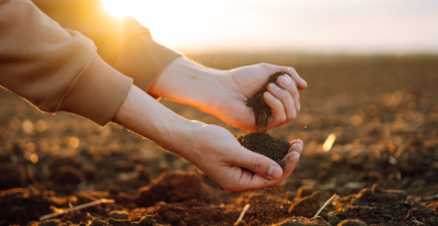 Perché il suolo è fertile?