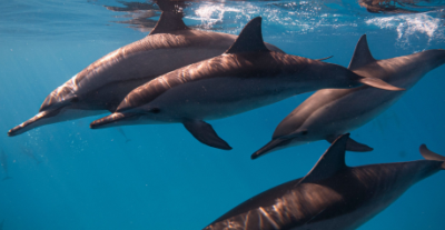 Perché i cetacei utilizzano i suoni e i clic per comunicare tra di loro?