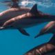 Perché i cetacei utilizzano i suoni e i clic per comunicare tra di loro?