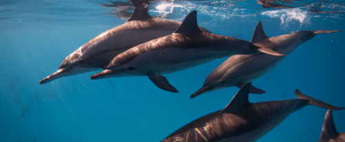 Perché i cetacei utilizzano i suoni e i clic per comunicare tra di loro?