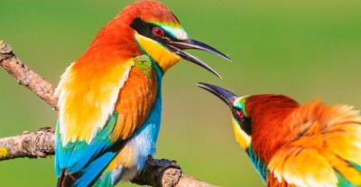 Perché i volatili hanno piume colorate?