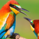 Perché i volatili hanno piume colorate?