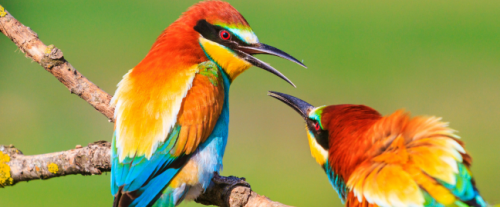 Perché i volatili hanno piume colorate?