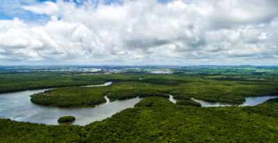 Perché l'Amazzonia è considerata il "polmone verde"?