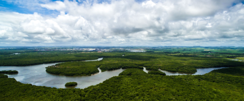 Perché l'Amazzonia è considerata il "polmone verde"?