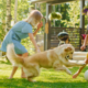 Perché i cani amano giocare con la palla?